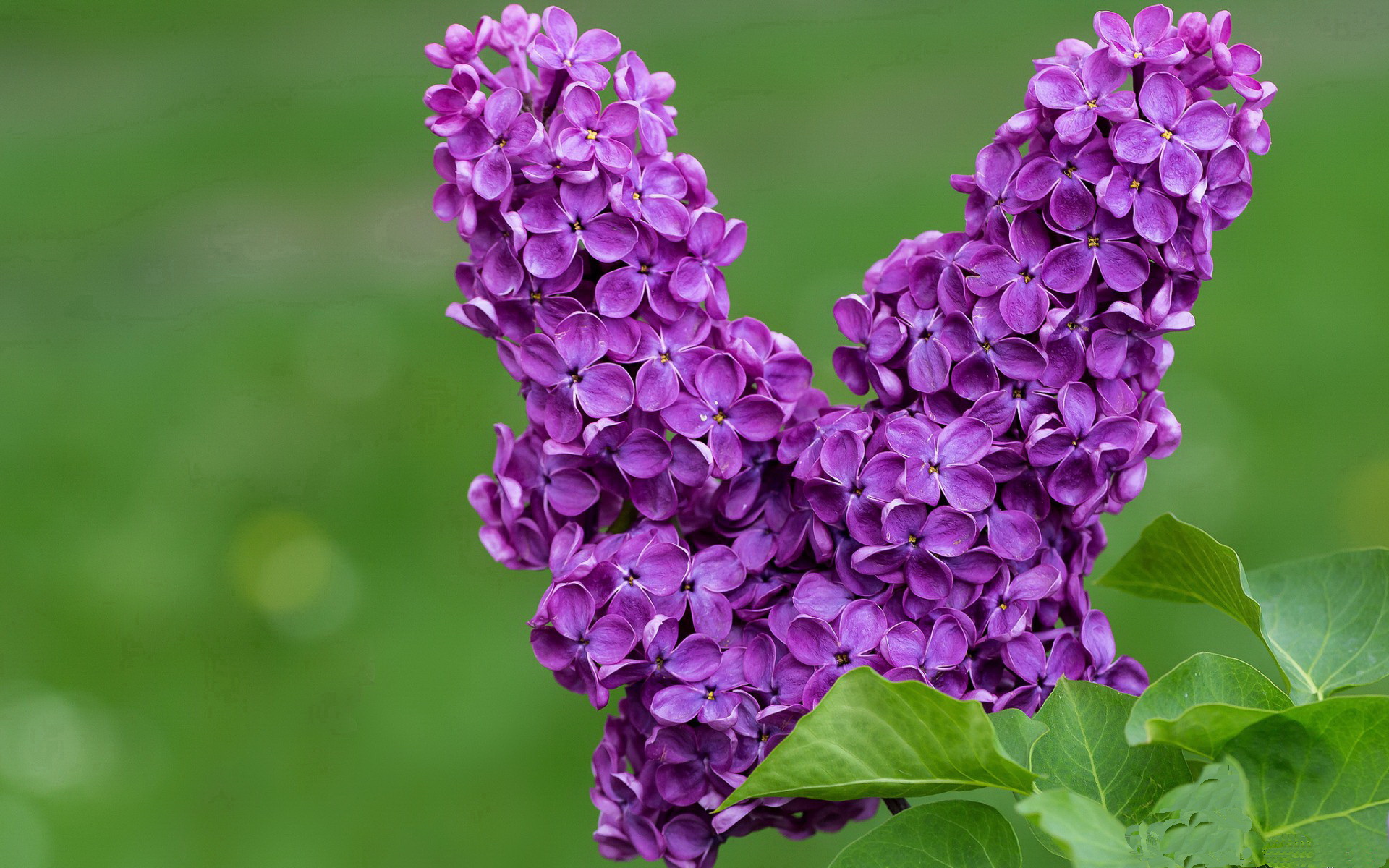 开云体育官方网站-【费城费城人队的坚韧】伤兵满营依旧坚不可摧,费城是啥